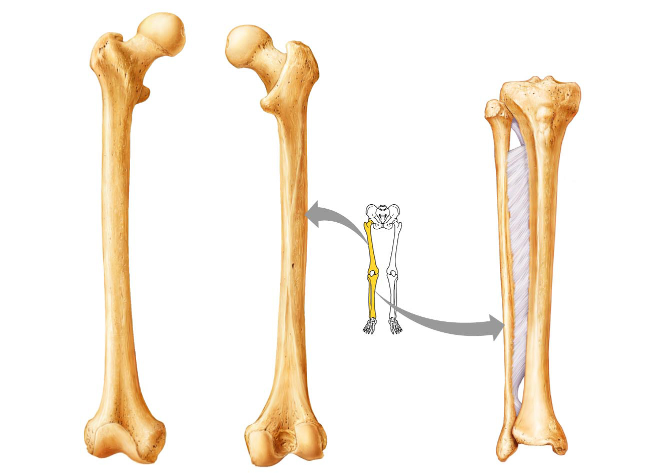 Большая берцовая кость анатомия