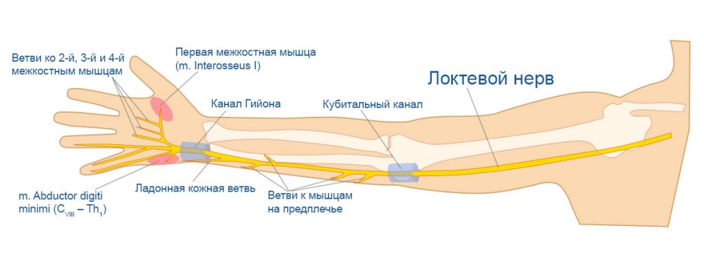 Иннервация кисти схема