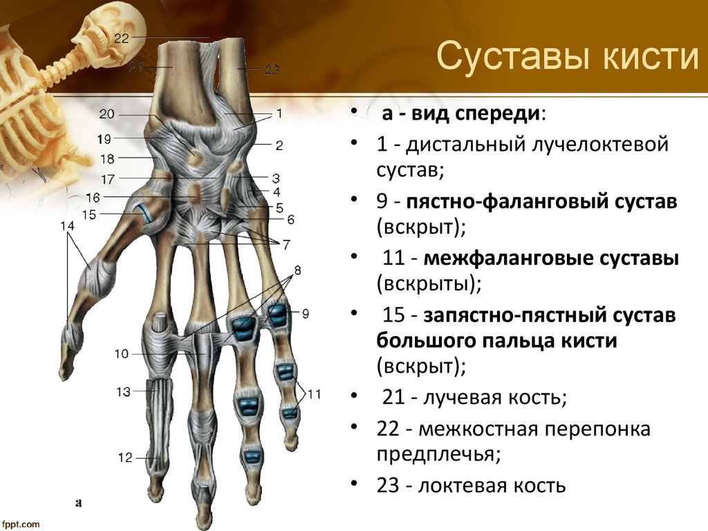 Названия суставов человека. Пястно фаланговый сустав. Кистевой сустав анатомия. Кости кисти лучезапястный сустав анатомия. Кости запястья анатомия строение.