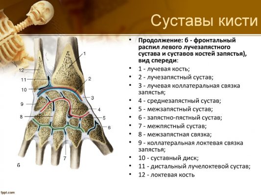 Лучезапястный сустав фото где находится