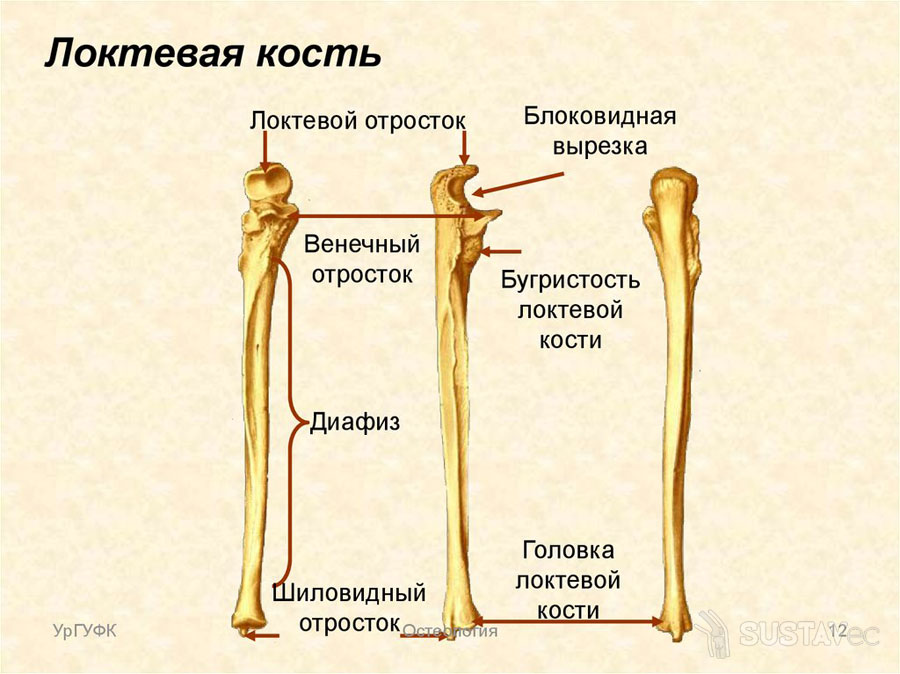 Какое строение имеют кости. Анатомия кости головка лучевой кости. Локтевая кость строение. Строение локтевой кости анатомия. Локтевая кость отростки.