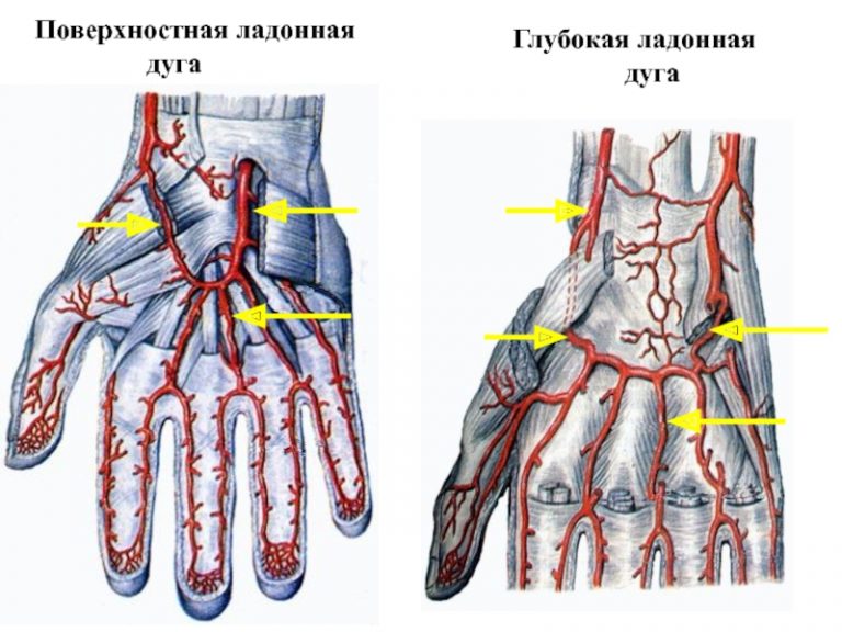 Главные артерии человека схема расположения