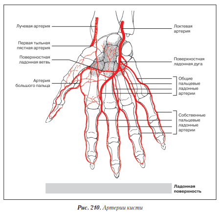 Кровоснабжение руки схема