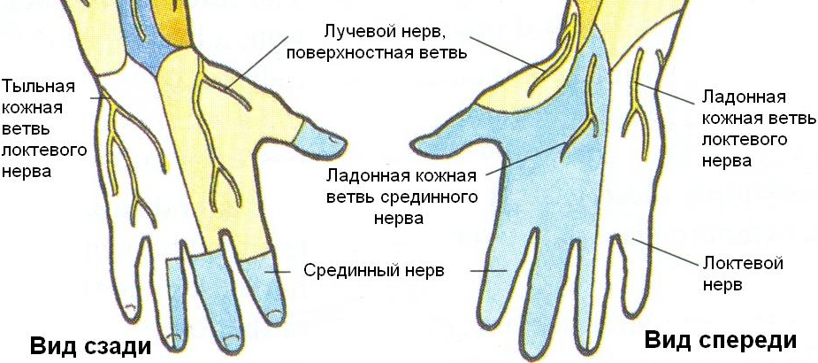 Срединный нерв иннервирует. Иннервация локтевого нерва на кисти. Срединный нерв иннервирует на кисти. Схема иннервации срединного нерва. Иннервация локтевого нерва нерва.