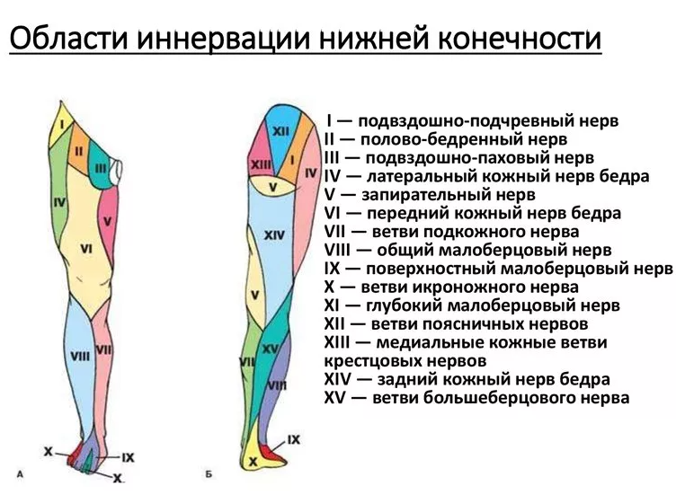 Нервы ноги. Иннервация кожи нижней конечности схема. Зоны иннервации нервов нижних конечностей. Иннервация нижних конечностей схема. Бедренный нерв иннервация кожи.